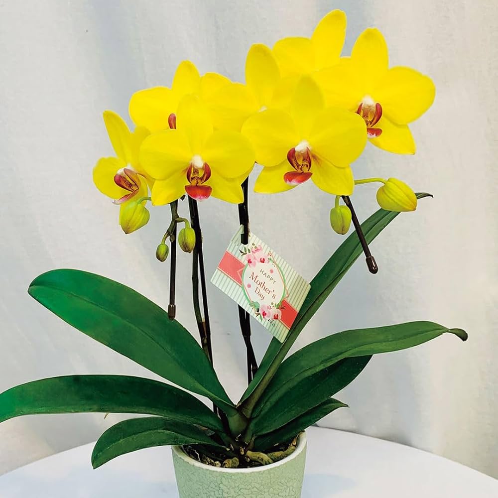 Amazon｜母の日 プレゼント ギフト 人気 gift 胡蝶蘭 (ナオミゴールド